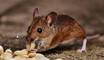 24 Hour & Emergency Exterminators in Lockwood, ND